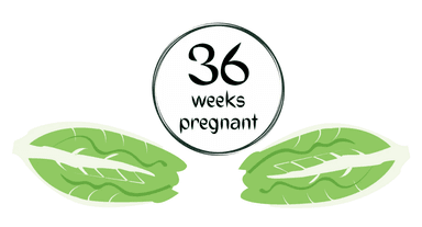 Week 36