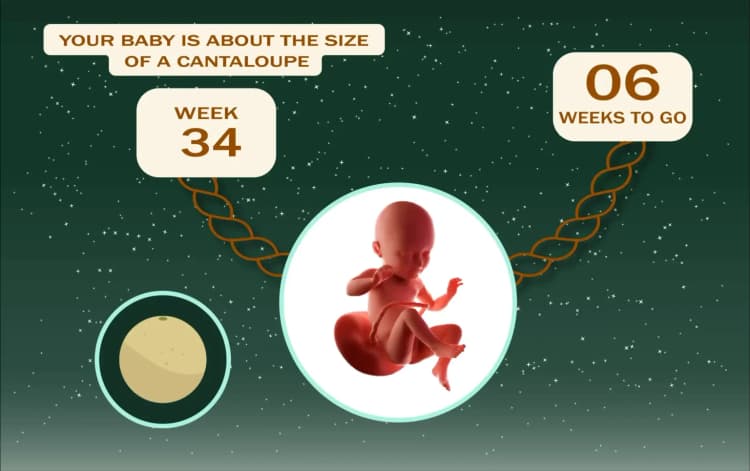 Pregnancy- Third Trimester