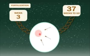 Pregnancy – First Trimester