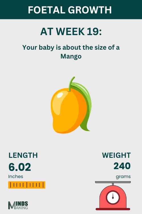 Illustration of fetal growth at Week 19, baby size like a mango.
