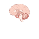Wrinkled brain surface