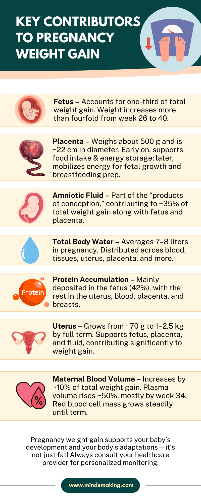 An infographic titled "Key Contributors to Pregnancy Weight Gain" features illustrated sections explaining different sources of weight gain during pregnancy