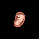 "Eye color of a fetus, typically determined by genetic factors, gradually developing in the womb