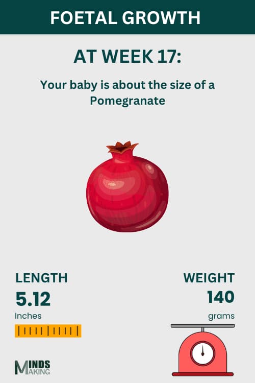 Illustration of fetal growth at Week 17, baby size like a pomegranate.