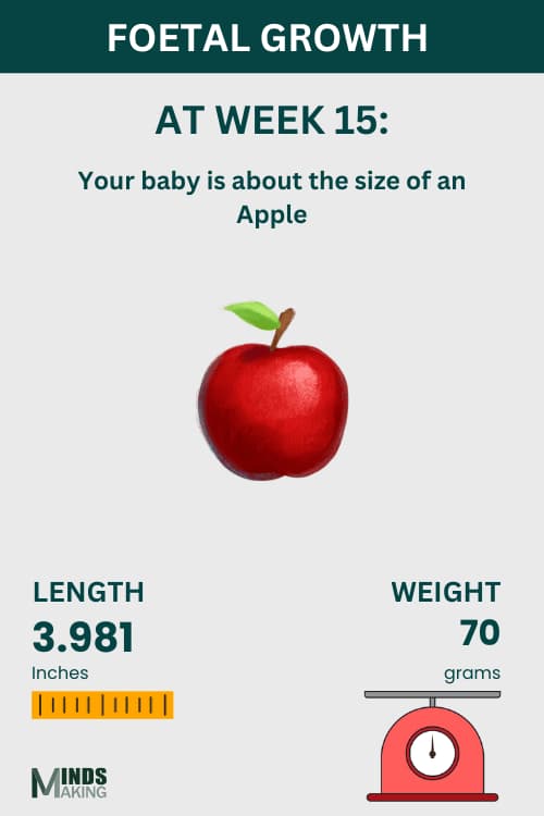 Illustration of fetal growth at Week 15, baby size like an apple.