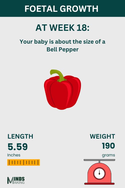 Illustration of fetal growth at Week 18, baby size like a bell pepper.