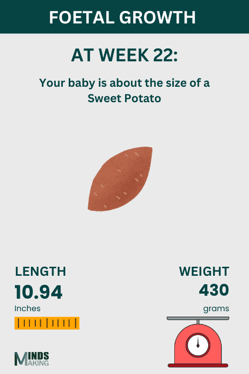 Illustration of fetal growth at Week 22, baby size like a potato.
