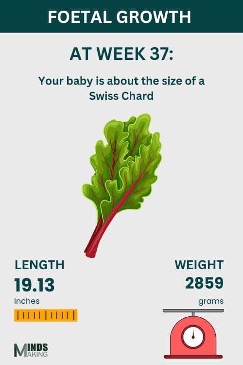 Illustration of fetal growth at Week 37, baby size like a swiss chard.