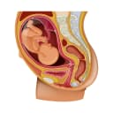 "Diagram illustrating the process of antibody transfer from mother to fetus during pregnancy