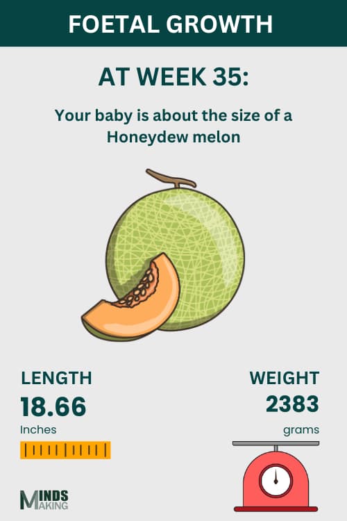 Illustration of fetal growth at Week 35, baby size like a Honeydew melon