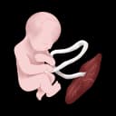 "Image of a fully developed fetus near its due date, showcasing the final stages of pregnancy with clear signs of readiness for birth and the completion of fetal development."