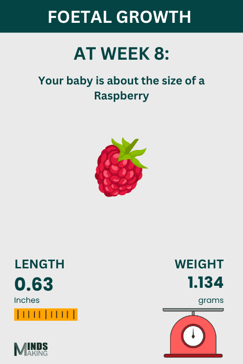 Illustration of fetal growth at Week 8, baby size like a Raspberry.