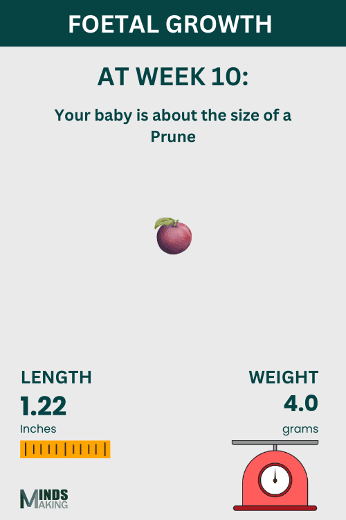 Illustration of fetal growth at Week 10, baby size like a prune.