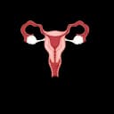 Illustration of a fetus reproductive system developing