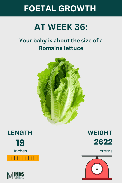 Illustration of fetal growth at Week 36, baby size like a Romaine lettuce.