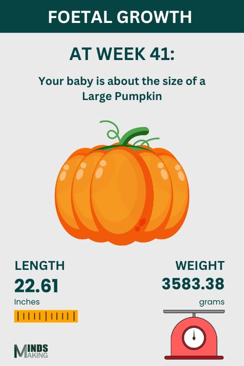 Illustration of fetal growth at Week 41, baby size like a large pumpkin.