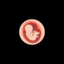 "Detailed medical illustration of a fully developed fetal organ in utero, highlighting prenatal organ development during pregnancy"