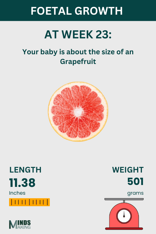 Illustration of fetal growth at Week 23, baby size like an Grapefruit