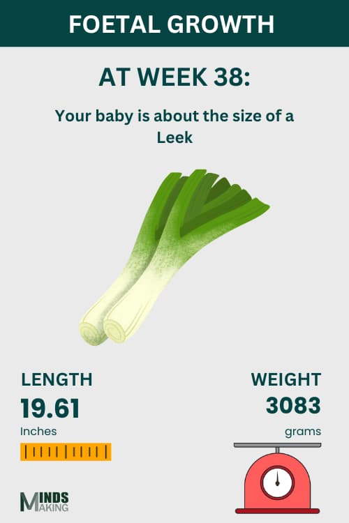 Illustration of fetal growth at Week 38, baby size like a leek