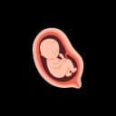 "Image showing longer nails and hair in a fetus during late pregnancy