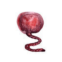 Formation of the placenta: