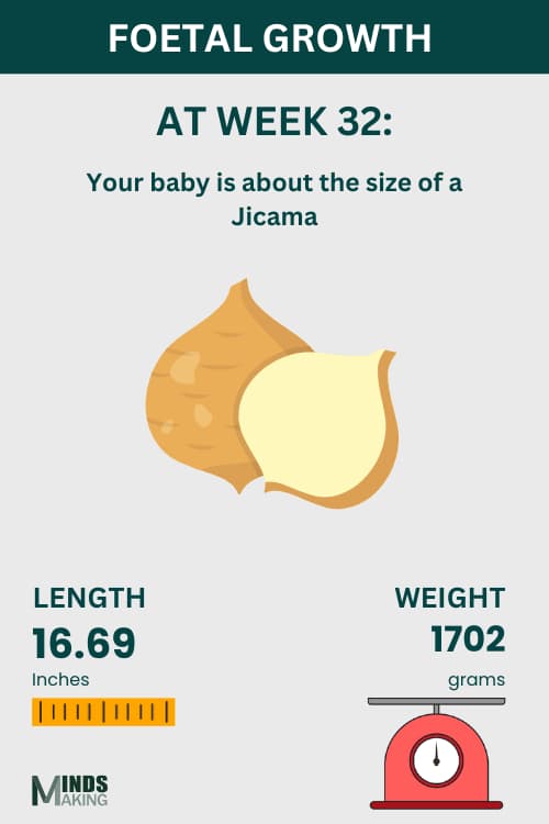 Illustration of fetal growth at Week 32, baby size like a Jicama.