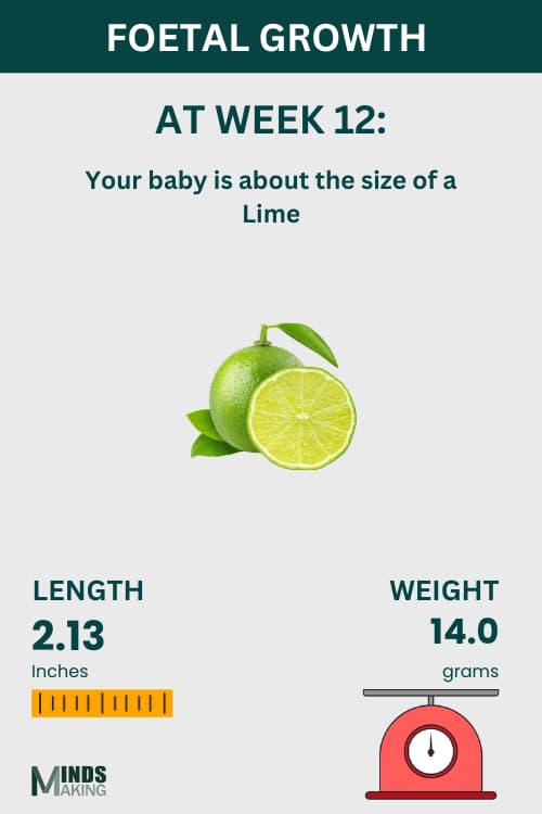 Illustration of fetal growth at Week 12, baby size like a lime.