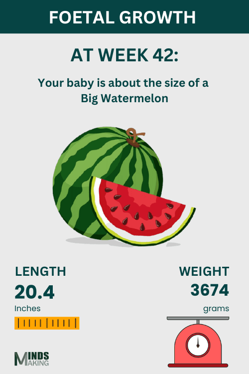 Foetal Growth at Week 42