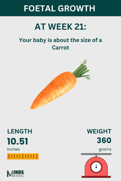 Illustration of fetal growth at Week 21, baby size like a carrot.