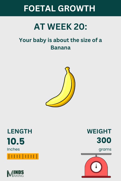 Illustration of fetal growth at Week 20, baby size like a banana.