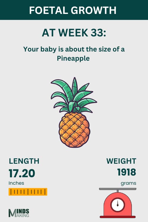 Illustration of fetal growth at Week 33, baby size like a pineapple