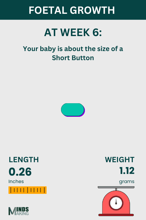 Illustration of fetal growth at Week 6, baby size like a short button.