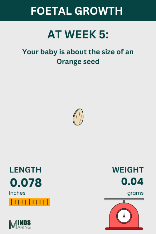 Foetal Growth At Week 5