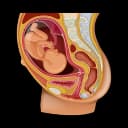 "Image showing a pregnant woman feeling poking sensations or fetal movements in the womb