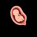 Illustration of a fetus feeling warmth inside the womb.