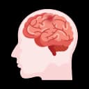 "Fetal brain development stages during pregnancy