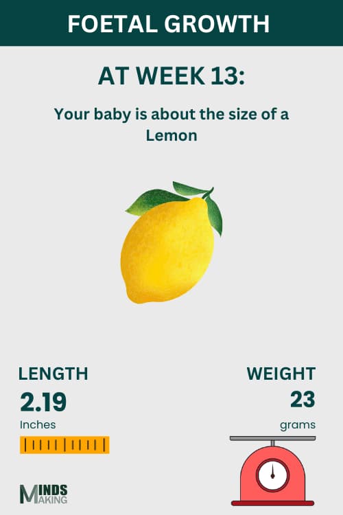 Illustration of fetal growth at Week 13, baby size like a lemon.