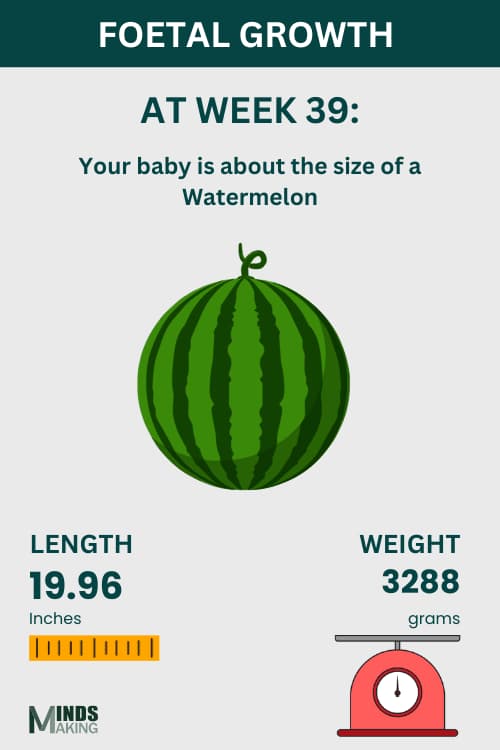 Illustration of fetal growth at Week 39, baby size like a watermelon