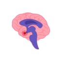 "Illustration of the brain highlighting the hypothalamus – the hormone control center during pregnancy and body regulation"