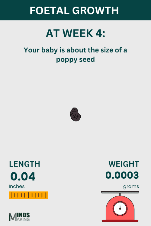 Illustration of fetal growth at Week 4, baby size like a poppy seed.