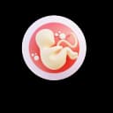 "Close-up of fetal translucent skin revealing developing blood vessels and underlying structures during pregnancy"