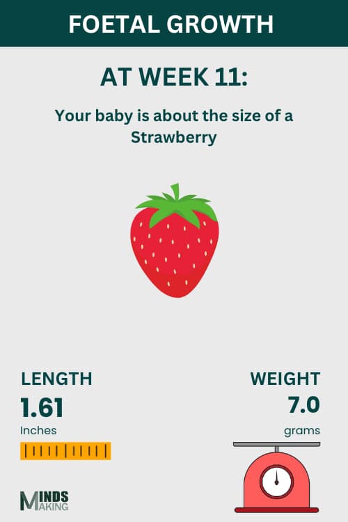 Illustration of a fetal at week 11, baby size like a strawberry.
