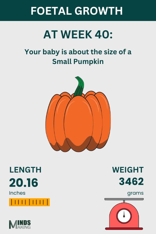Illustration of fetal growth at Week 40, baby size like a small pumpkin.