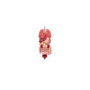 Immune System Development