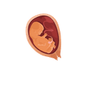 Amniotic fluid