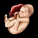 "Close-up medical illustration of fetal skin development stages, showing changes in texture, color, and layer formation during pregnancy"