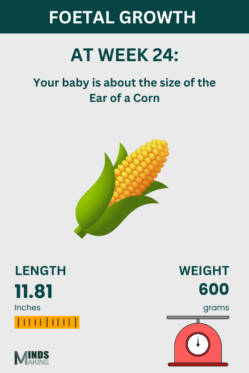 Illustration of fetal growth at Week 24, baby size like the ear of a corn.