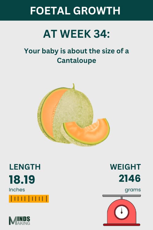 Illustration of fetal growth at Week 34, baby size like a cantaloupe.