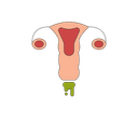 Development of mucus plug
