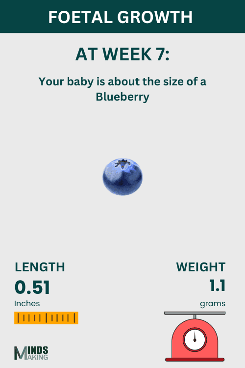 : Illustration of fetal growth at Week 7, baby size like a blueberry.